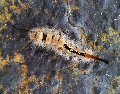 [Top-down view of a very hairy caterpillar crawling across the dark concrete speckled with light-green moss. The long antenna are black and the tail has a section that is brown with the end section being black. This caterpillar has really fat beige tussocks with short white hairs protruding from them. The rest of the body is balck with yellow clumps on either side. The head section on this one is shorter than the prior caterpillar.]